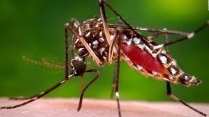 Mosquito transmissor doenças